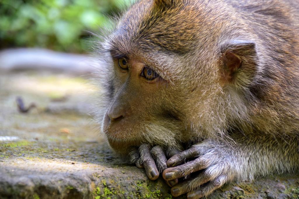 Rahayu Suites Monkey Forest Ubud Luaran gambar